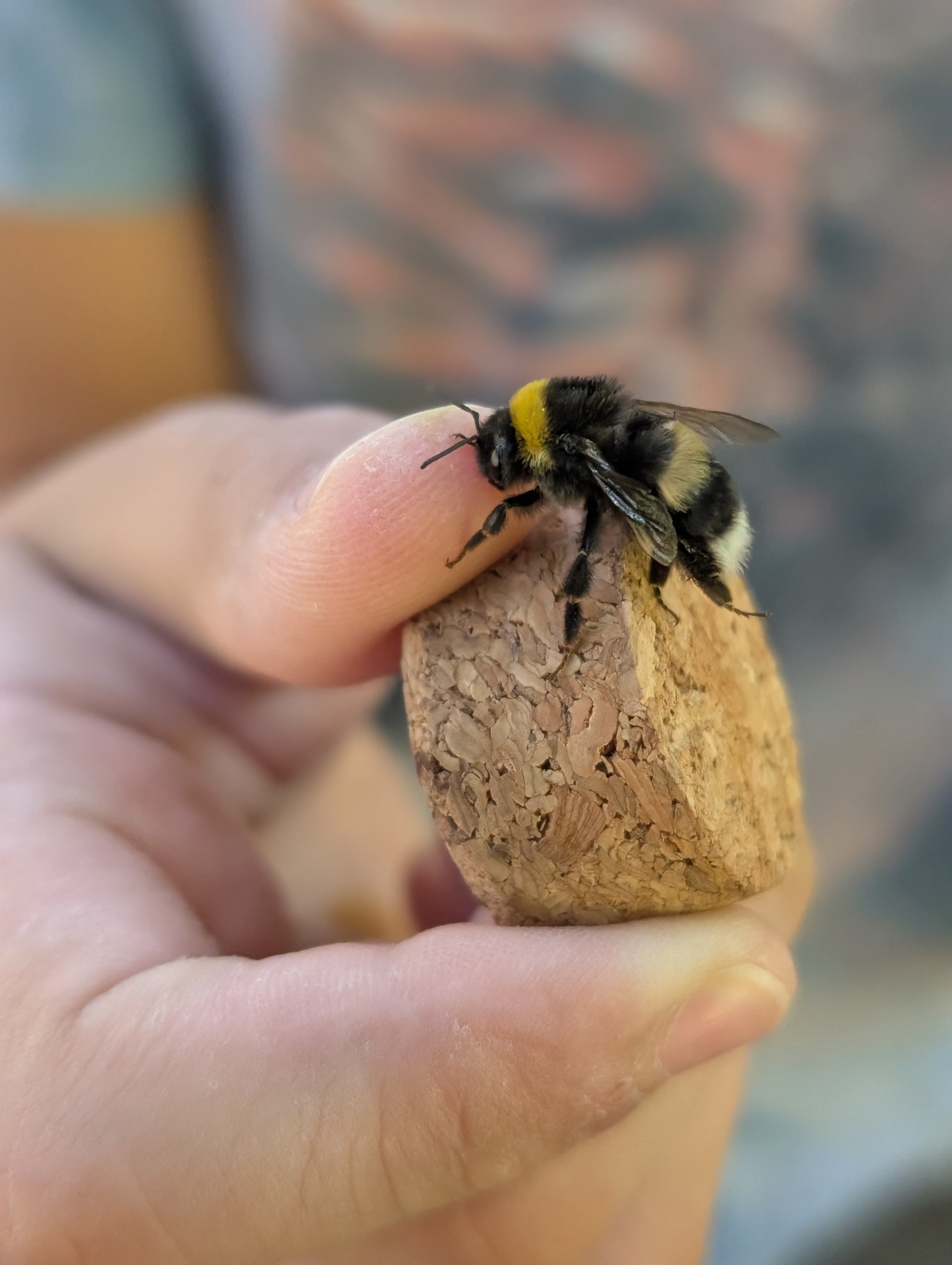 Abejorro observado en trabajo de campo de Geotech