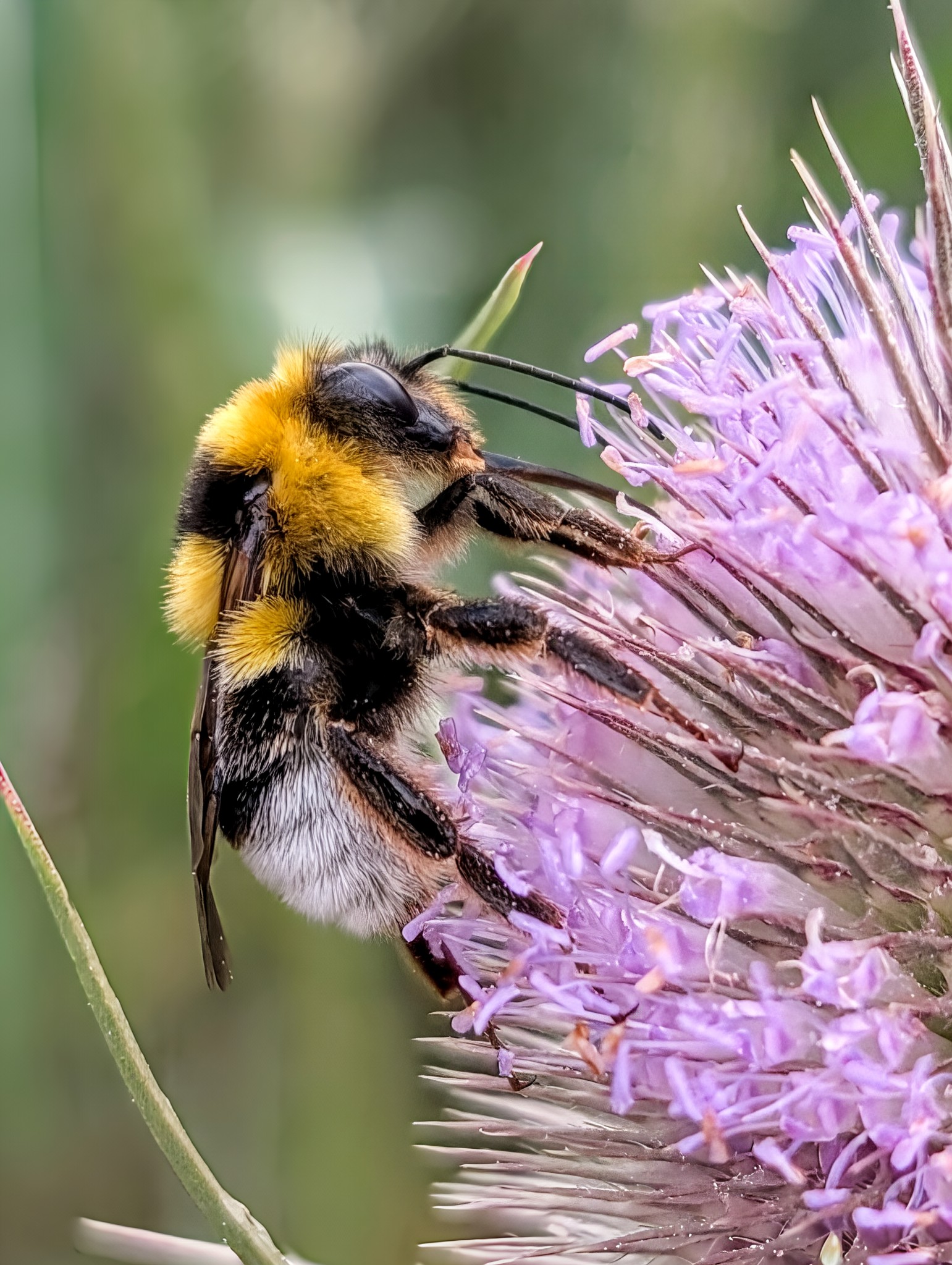 Abejorro Bombus alimentándose en flor, estudio de polinizadores urbanos con GeoBombus de Geotech