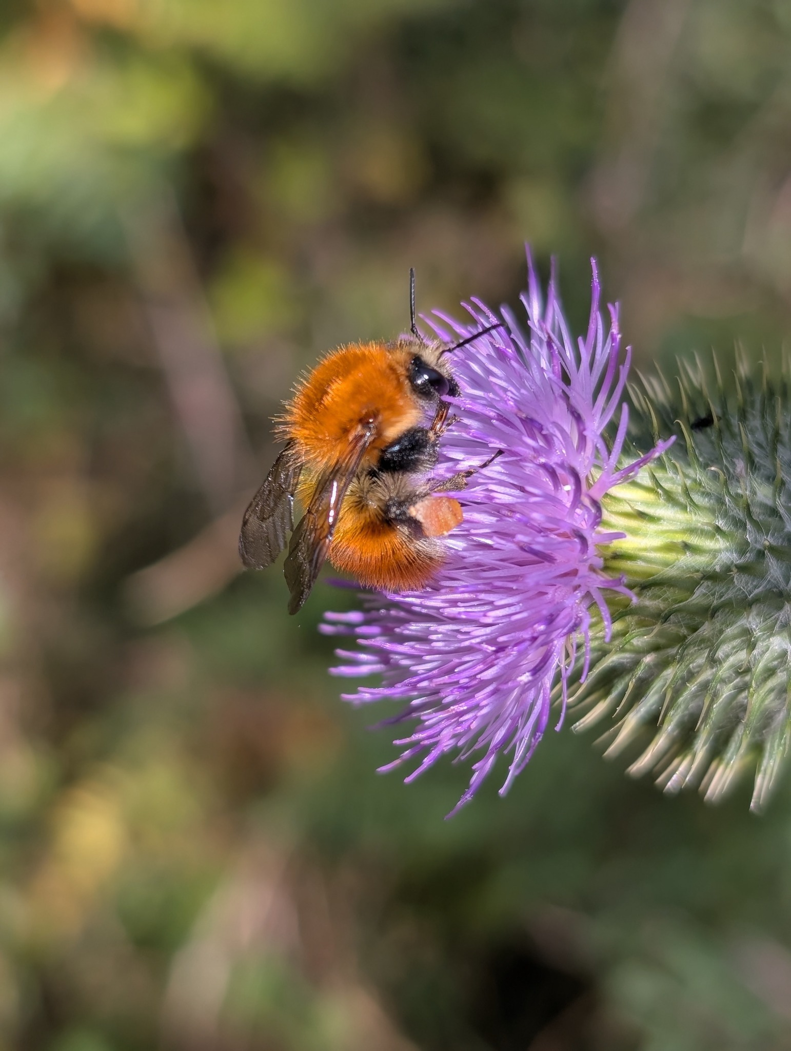 Bombus pascuorum observado durante seguimiento de polinizadores urbanos