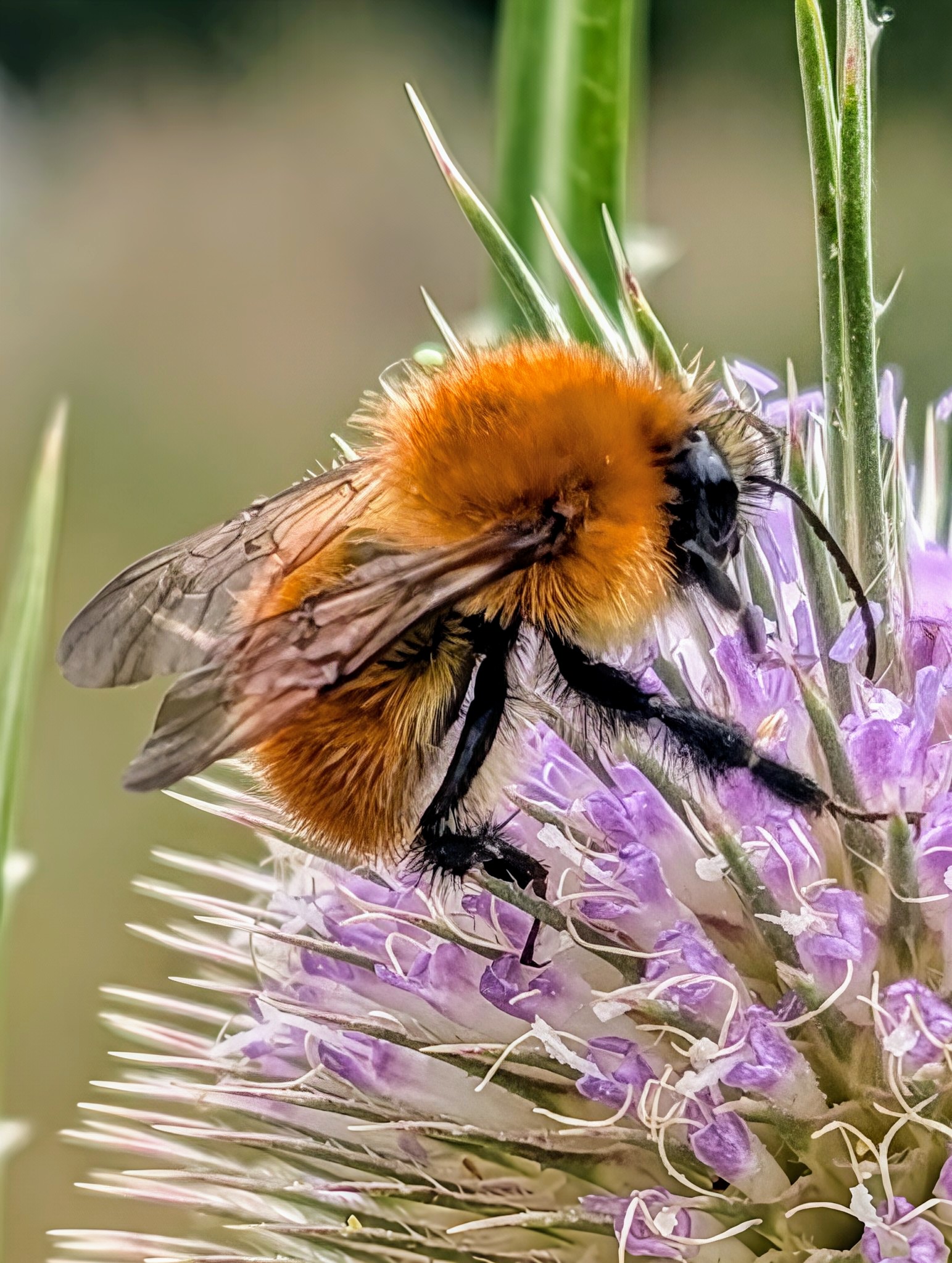 Detalle macro de abejorro polinizador en cardo