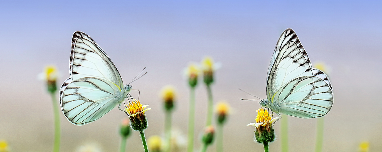 Proyecto de polinizadores y fauna