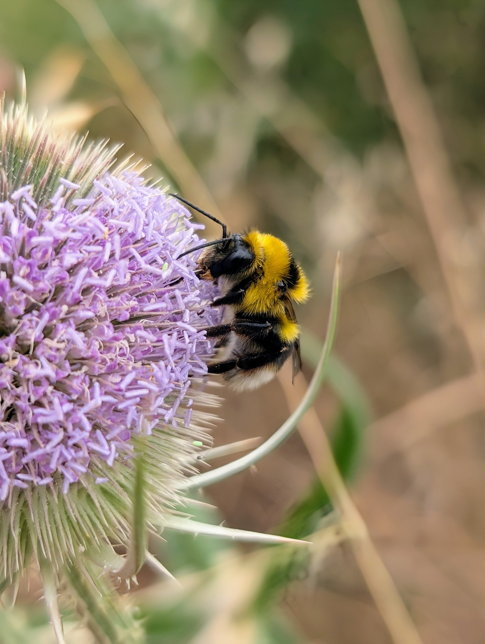 Bombus hortorum en flor durante estudio de biodiversidad urbana